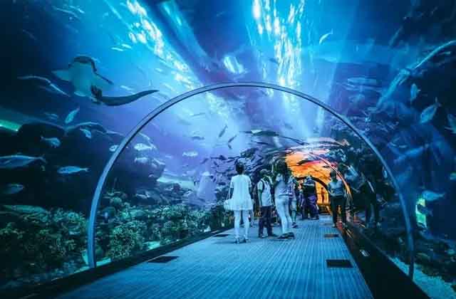 Dubai Aquarium & Underwater Zoo: Where Marine Dreams Come True