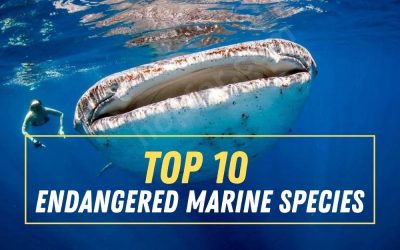 Top 10 Endangered Marine Species