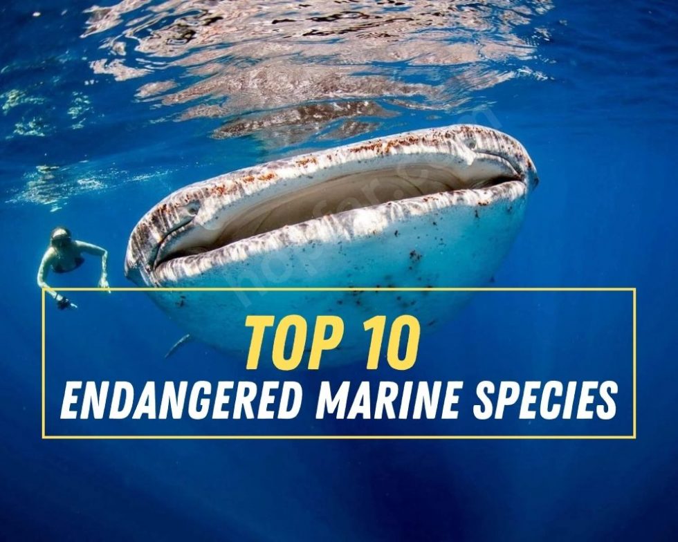 top-10-endangered-marine-species-hopfar