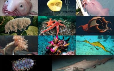 11 Fascinating Recently Found Ocean Creatures
